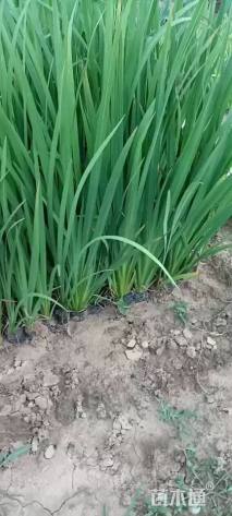 高度50厘米水生鸢尾