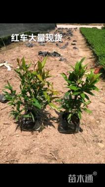 高度20厘米红车