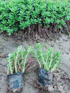 高度5厘米三七景天