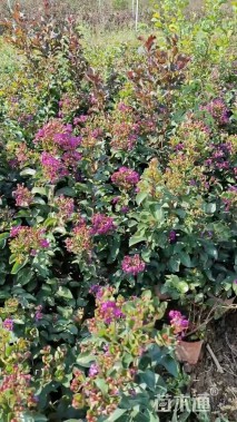 高度80厘米天鹅绒紫薇