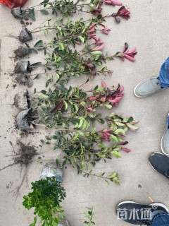 高度45厘米红叶石楠小苗