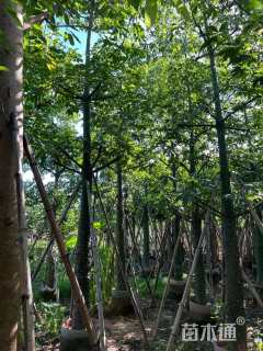 12公分美丽异木棉