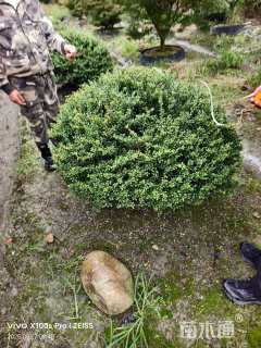 冠幅150厘米龟甲冬青球