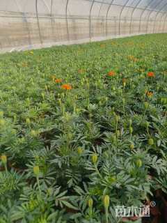 高度25厘米万寿菊