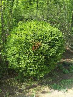 冠幅150厘米小叶女贞球