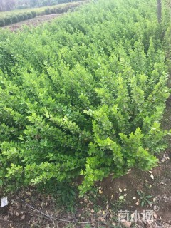 高度50厘米卫矛