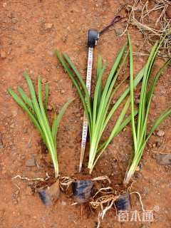 高度30厘米百子莲