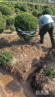 冠幅100厘米龟甲冬青球