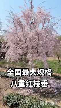 18公分垂枝樱花