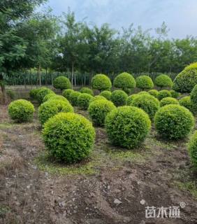 冠幅120厘米金叶榆球