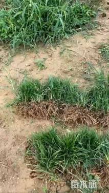 高度30厘米细叶麦冬草