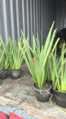 高度30厘米水生鸢尾