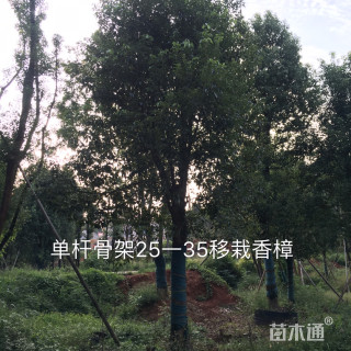 40公分香樟