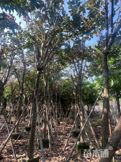 10公分大叶紫薇