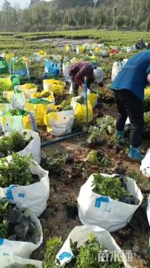 高度30厘米杜鹃