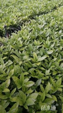 高度20厘米洒金珊瑚