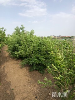 高度250厘米金银木