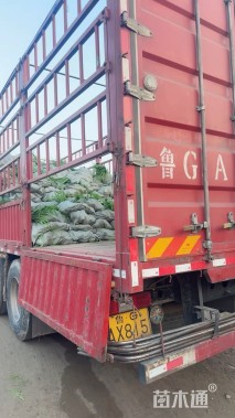 高度40厘米金叶黄馨