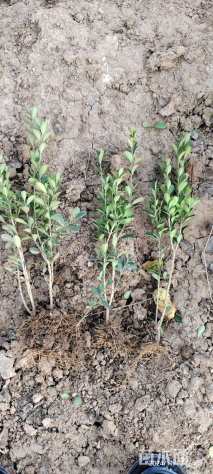 高度20厘米瓜子黄杨