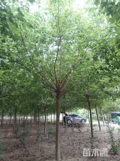 15公分青竹复叶槭