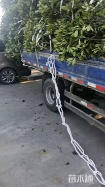 冠幅120厘米红叶石楠球