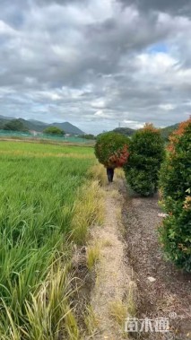 高度80厘米红车