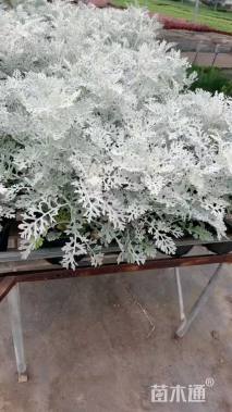 高度15厘米银叶菊