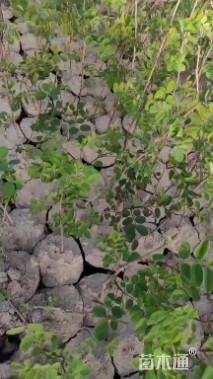 高度50厘米紫穗槐