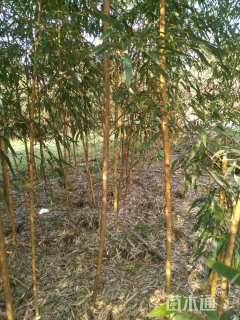 地栽苗黄秆乌哺鸡竹