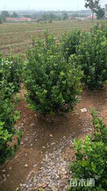 冠幅40厘米冬青球