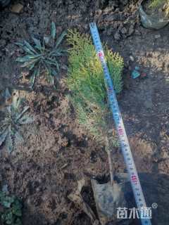 高度30厘米洒金柏