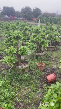 高度100厘米富贵榕