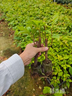 高度25厘米三角梅