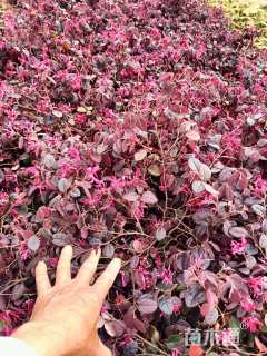 高度40厘米红花继木