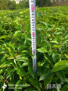 高度100厘米香樟小苗