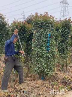 高度300厘米红叶石楠柱