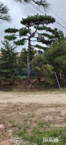 容器苗造型油松
