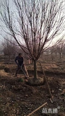 15公分绚丽海棠