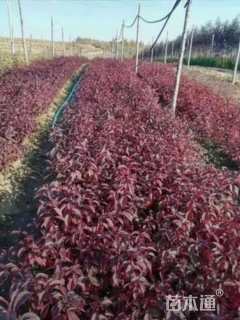 高度60厘米密枝红叶李