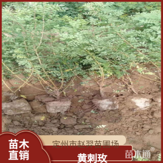 高度50厘米黄刺玫
