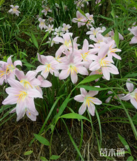 高度20厘米韭兰