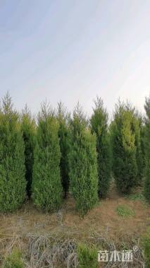 高度10厘米小龙柏