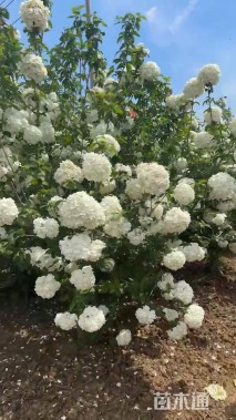 高度200厘米中华木绣球