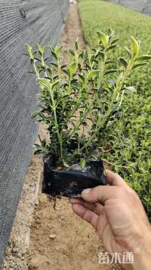 高度25厘米六月雪