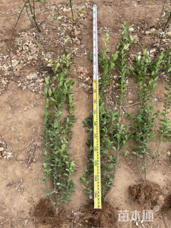 50厘米大叶黄杨柱