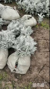 高度15厘米银叶菊