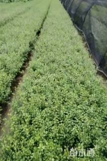 高度40厘米六月雪