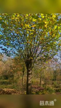 20公分二乔玉兰