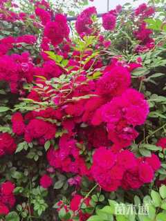 高度200厘米木香