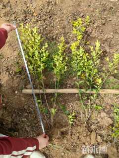 高度30厘米金叶女贞